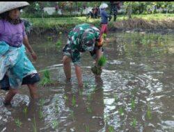 Dukung Swasembada Pangan, Babinsa Turun Sawah Bantu Petani