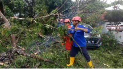 Pohon Tumbang  Menimpa Roda 4 di Kawasan Balaikota Samarinda