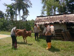 Terkait Hewan Ternak Terjangkit PMK, Polsek Darul Ihsan Giat Semprot dan Bagikan Cairan Eco Enzyme