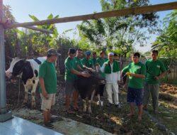 SMSI Kabupaten Bekasi Qurban 2 Ekor  Sapi