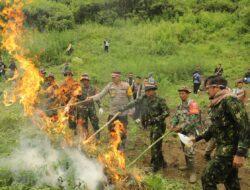 Semarak Kemerdekaan Republik Indonesia, BNN RI Musnahkan Ladang Ganja di Mandailing Natal