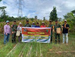 Dukung Ketahanan Pangan, Satgas Pamtas RI-MLY Yonif 645/GTY Panen Jagung Bersama Masyarakat Perbatasan