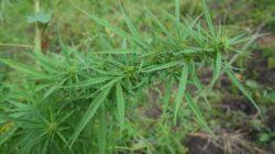 IMG-20220930-WA0014 IMG-20220930-WA0014