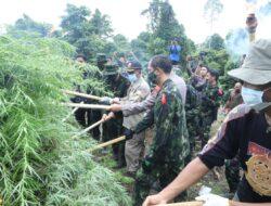 BNN Musnahkan Ladang Ganja dan Dukungan Pemkab Aceh Selatan Membangun Balai Rehabilitasi