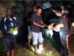 Aksi Heroik Bhabinkamtibmas Polsek Langsa Barat Aipda T. Saiful Bahri Tangkap Seekor Ular Piton Sepanjang 4 Meter