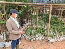 Ada Bayi Pohon Avatar di Tol IKN