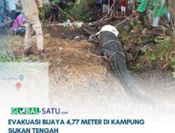 EVAKUASI BUAYA 4,77 METER DI KAMPUNG SUKAN TENGAH
