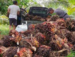 Agus Uriansyah Soroti Harga Sawit di Berau yang Masih Rendah