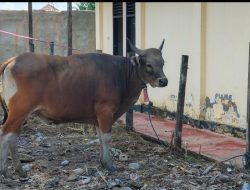 Jelang Iduladha, Asosiasi Pekerja Pasir dan Koral Berau Serahkan Hewan Kurban