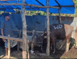 Tak Hanya Bangun Perumahan, Developer Winanda Bangun Kepedulian Lewat Qurban 7 Ekor Sapi