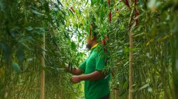 Gideon Dorong Peningkatan Wawasan Pertanian dan Perkebunan Modern di Wilayah Pelosok Berau
