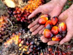 Petani sawit Berau rugi, Ketua DPRD soroti fluktuasi harga TBS tanpa sosialisasi