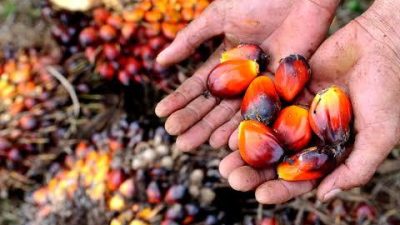Petani sawit Berau rugi, Ketua DPRD soroti fluktuasi harga TBS tanpa sosialisasi