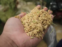 DPRD Soroti Ketidaksesuaian Harga Gabah dengan Biaya Produksi Petani