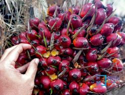 DPRD Minta Pemerintah Tetapkan Harga Sawit Sesuai Dinas Perkebunan Kaltim