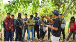 PT Berau Coal Dorong Petani Jadi ‘Master Trainer’ Kakao