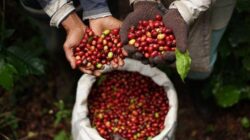 DPRD Berau Dukung Perluasan Tanaman Kopi, Minta Disbun Fokus ke Pembinaan dan Hilirisasi