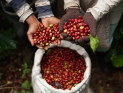 DPRD Berau Dukung Perluasan Tanaman Kopi, Minta Disbun Fokus ke Pembinaan dan Hilirisasi