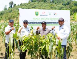 Panen Jagung di Tengah Kebun Kakao, Kolaborasi PT Berau Coal dan Warga Birang Dorong Kemandirian Ekonomi