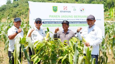 Panen Jagung di Tengah Kebun Kakao, Kolaborasi PT Berau Coal dan Warga Birang Dorong Kemandirian Ekonomi