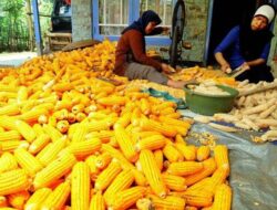 Subroto Dukung Penangkaran Benih Jagung: Kuatkan Kemandirian