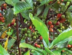 Subroto Dorong Kopi Liberika Talisayan Jadi Komoditas Unggulan Baru Berau