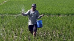 Dedet Apresiasi Penurunan HET Pupuk Bersubsidi