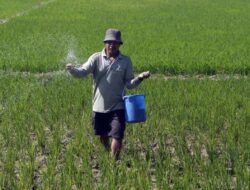 Dedet Apresiasi Penurunan HET Pupuk Bersubsidi