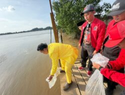Peringati HUT ke-79 Megawati, PDI-P Berau dan Kesultanan Sambaliung Tebar 7.900 Benih Ikan di Sungai