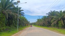 Sutami Soroti Infrastruktur Pertanian, Sentra Jagung dan Sawit Perlu Prioritas