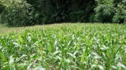 Tapal Batas Sumber Mulya–Biatan Ilir Tak Kunjung Tuntas, Lahan Jagung Kian Tergerus