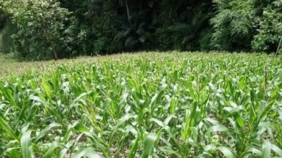 Tapal Batas Sumber Mulya–Biatan Ilir Tak Kunjung Tuntas, Lahan Jagung Kian Tergerus