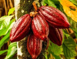 Sri Kumalasari Dorong Pengembangan Kakao untuk Tingkatkan Kesejahteraan Masyarakat Berau