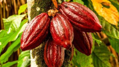 Sri Kumalasari Dorong Pengembangan Kakao untuk Tingkatkan Kesejahteraan Masyarakat Berau