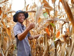 Sutami Dukung Pengembangan Pupuk Lokal untuk Perkuat Ekonomi Pertanian Berau