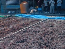 DPRD Dorong Pengembangan Rumput Laut di Berau, Oktavia: Potensi Besar Belum Dimaksimalkan