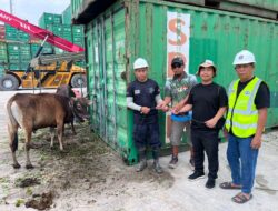 Disaat Rupiah Anjlok PT PMB dan PT PASN Tetap Komitmen Qurban 81 Sapi dan 4 Kambing