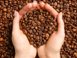 Kopi Berau Dinilai Punya Potensi Besar, DPRD Dorong Penguatan Petani dan Hilirisasi