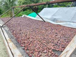 DPRD Berau Dorong Hilirisasi Kakao Usai Tembus Pasar Internasional