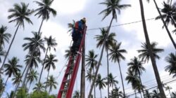 Respons Cepat PLN, Pohon Kelapa Tidak Lagi Jadi Tiang Listrik di Biduk-Biduk