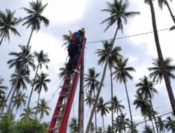 Respons Cepat PLN, Pohon Kelapa Tidak Lagi Jadi Tiang Listrik di Biduk-Biduk