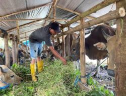 DPRD Berau Ingatkan Pengawasan Ketat Kesehatan Hewan dan Stabilitas Harga Jelang Iduladha 2026