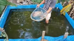Budidaya Ikan Rumahan Terus Dikembangkan, Dinas Perikanan Berau Siapkan Benih Berkualitas