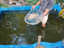Budidaya Ikan Rumahan Terus Dikembangkan, Dinas Perikanan Berau Siapkan Benih Berkualitas