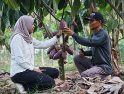 Petani Gurimbang Bangkit Bersama Kakao, Iriansyah Buktikan Usia Bukan Penghalang Berinovasi
