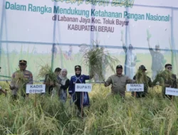 Petani Labanan Jaya Tetap Panen di Tengah Kemarau Panjang