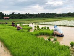 Pemkab Berau Dorong Modernisasi Pertanian dan Regenerasi Petani