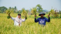 Berau Coal Dukung Pengembangan Sawah, Hasil Panen Petani di Kampung Tasuk Meningkat