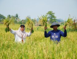 Berau Coal Dukung Pengembangan Sawah, Hasil Panen Petani di Kampung Tasuk Meningkat